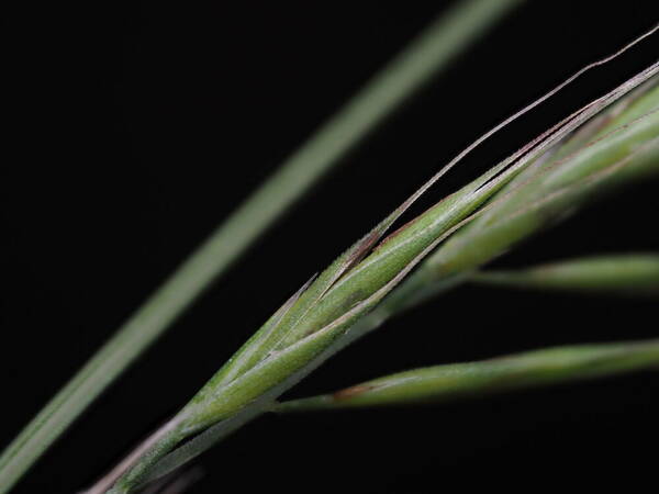 Festuca bromoides Spikelets