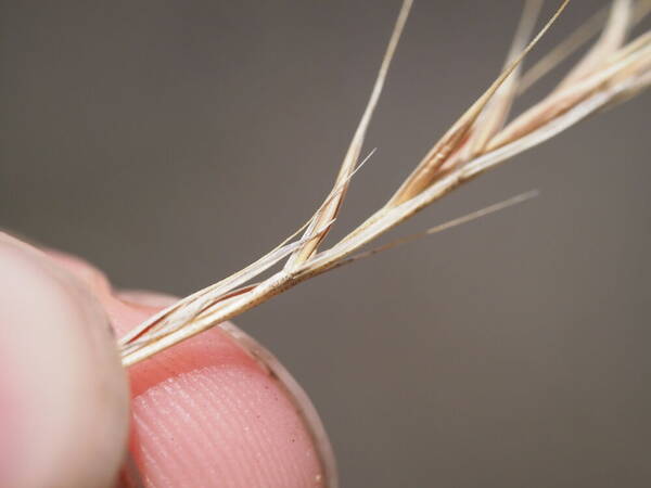 Festuca bromoides Spikelets