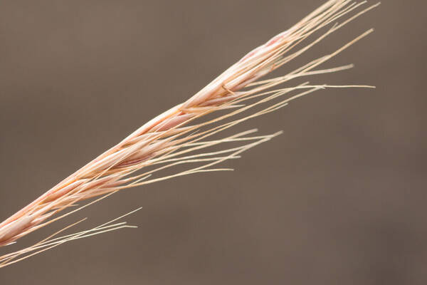 Festuca bromoides Spikelets