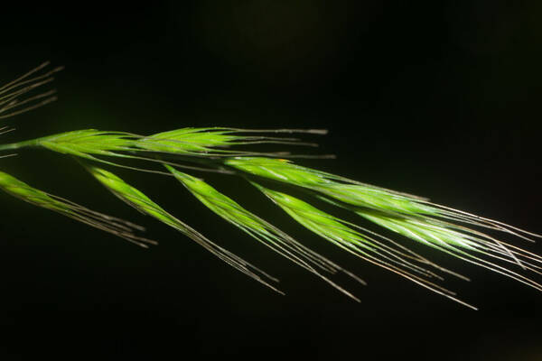 Festuca bromoides Inflorescence