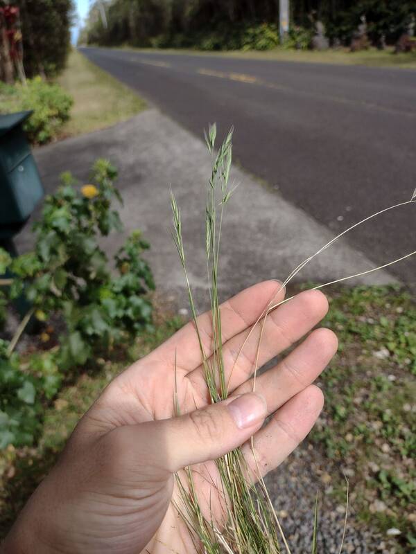 Festuca bromoides Inflorescence