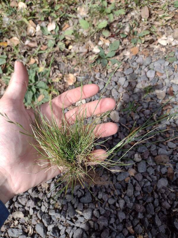 Festuca bromoides Plant