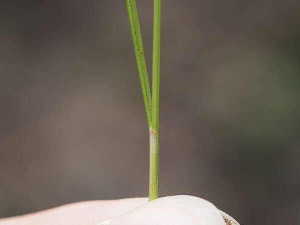 Festuca hawaiiensis Collar