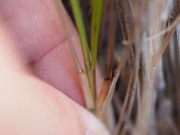 Festuca hawaiiensis Collar