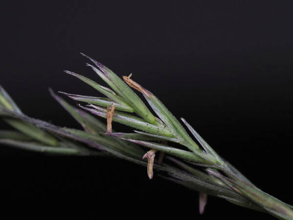 Festuca hawaiiensis Spikelets