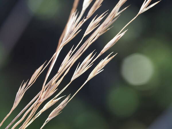 Festuca hawaiiensis Spikelets