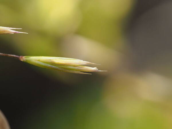 Festuca hawaiiensis Spikelets