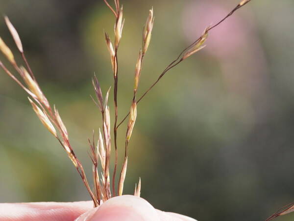 Festuca hawaiiensis Spikelets