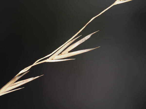 Festuca hawaiiensis Spikelets