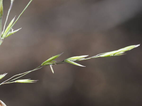 Festuca hawaiiensis Spikelets