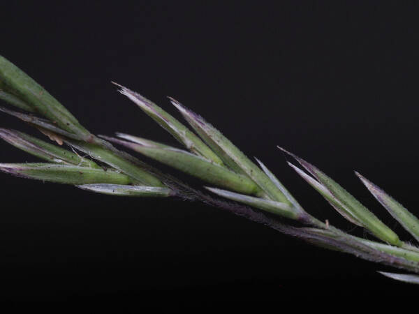 Festuca hawaiiensis Spikelets