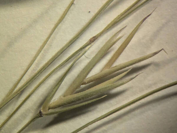 Festuca hawaiiensis Spikelets