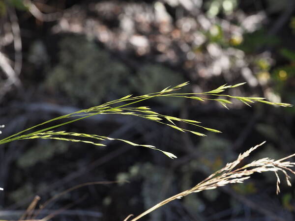 Festuca hawaiiensis Inflorescence