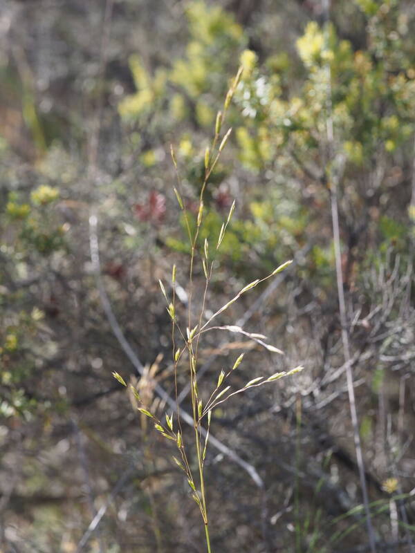 Festuca hawaiiensis Inflorescence