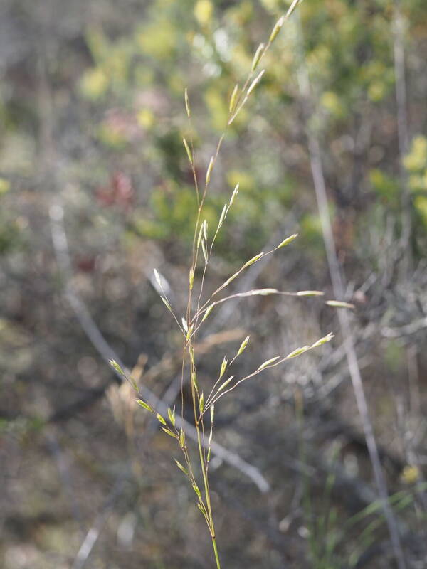 Festuca hawaiiensis Inflorescence