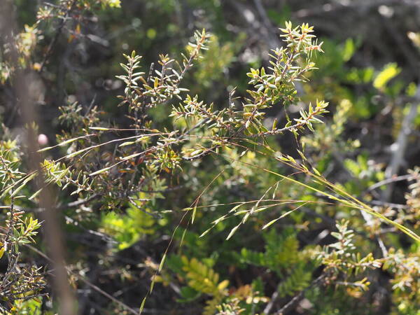 Festuca hawaiiensis Inflorescence