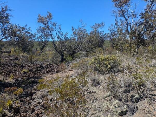 Festuca hawaiiensis Landscape