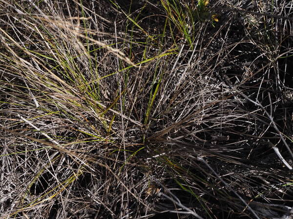 Festuca hawaiiensis Plant