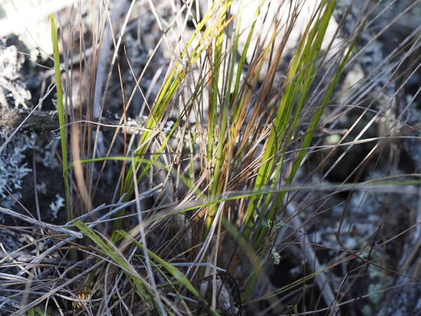 Festuca hawaiiensis Plant