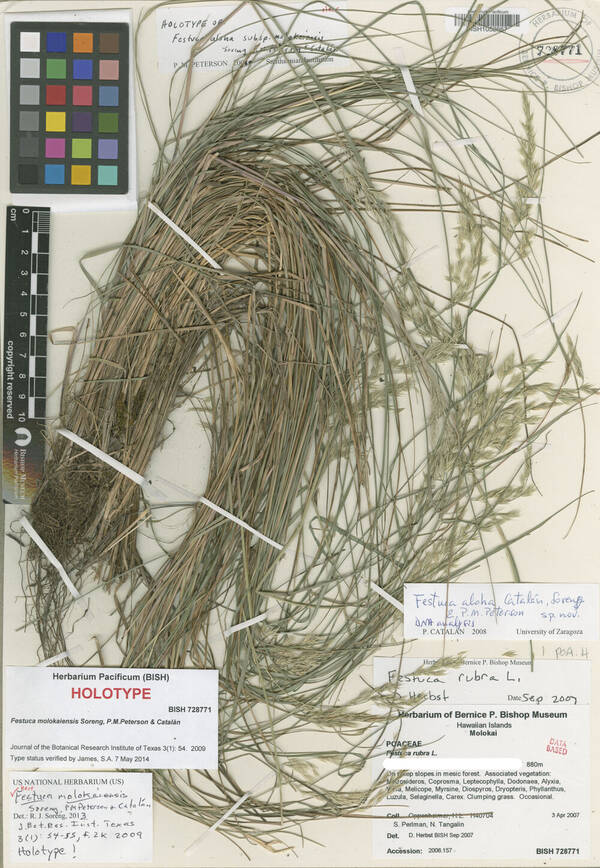 Festuca molokaiensis Holotype specimen