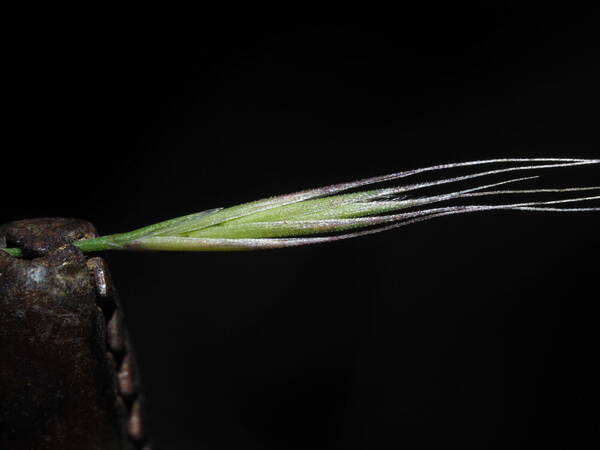 Festuca myuros Spikelets