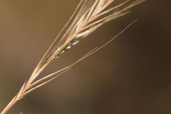 Festuca myuros Spikelets