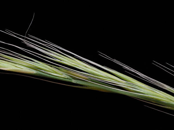 Festuca myuros Spikelets