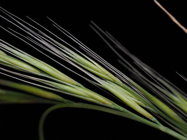 Festuca myuros Spikelets