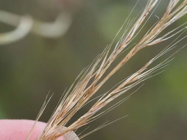 Festuca myuros Spikelets