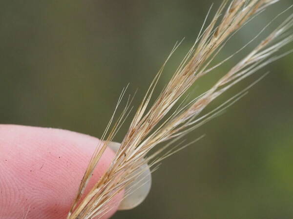 Festuca myuros Spikelets