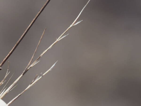 Festuca myuros Spikelets