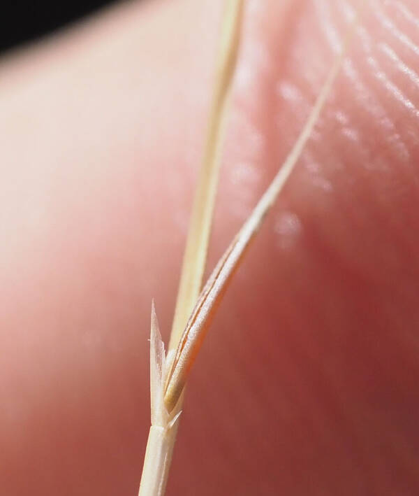 Festuca myuros Spikelets