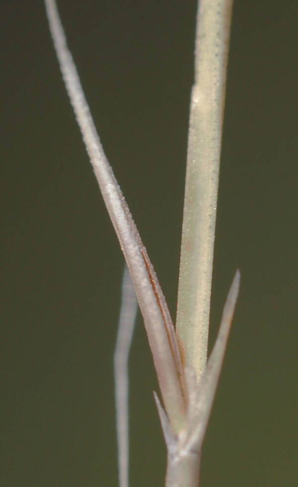 Festuca myuros Spikelets