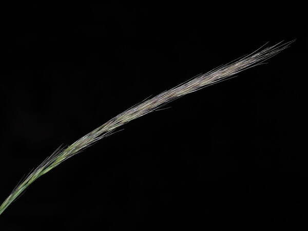 Festuca myuros Inflorescence