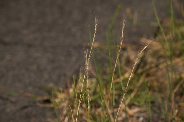 Festuca myuros Inflorescence