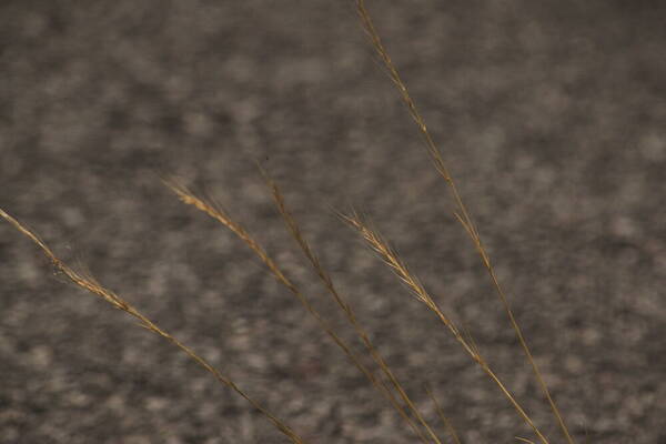 Festuca myuros Inflorescence