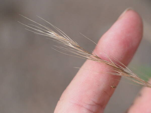 Festuca myuros Inflorescence