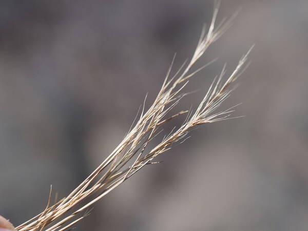 Festuca myuros Inflorescence