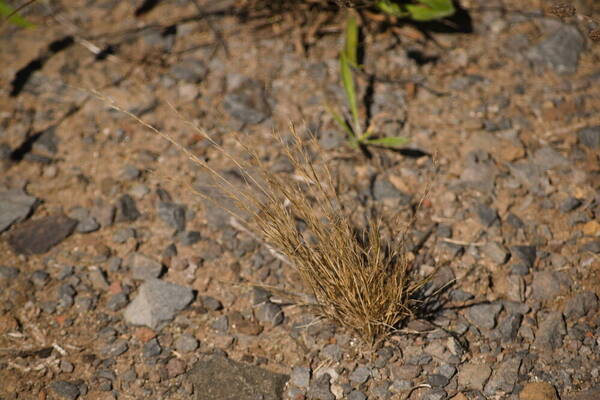 Festuca myuros Plant