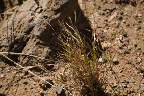 Festuca myuros Plant