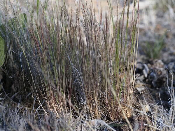 Festuca myuros Plant