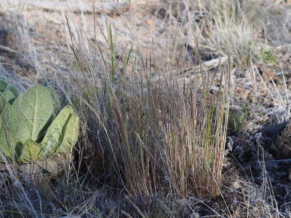 Festuca myuros Plant