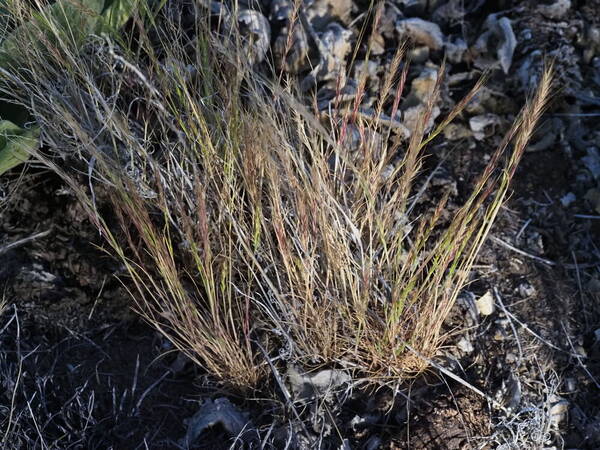 Festuca myuros Plant