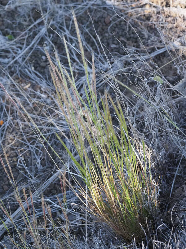 Festuca myuros Plant