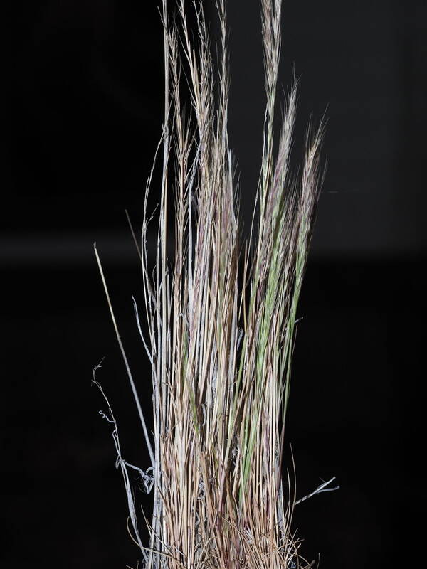 Festuca myuros Plant