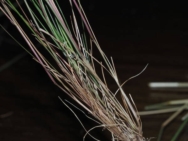 Festuca myuros Plant