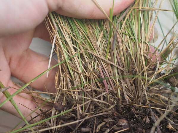 Festuca rubra Culm base