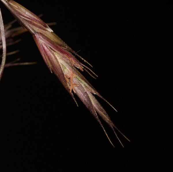 Festuca rubra Spikelets