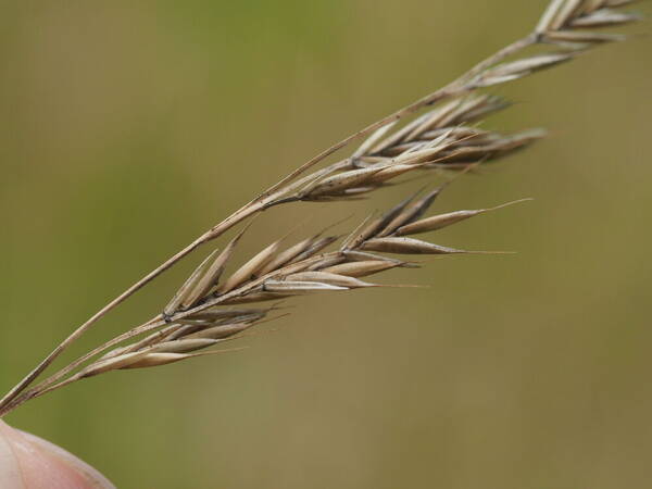 Festuca rubra Spikelets