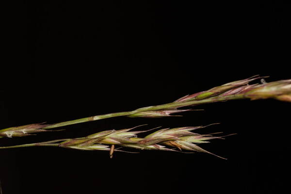 Festuca rubra Spikelets